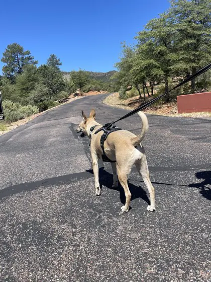 A tan dog in a MagnePup harness on a walk up a road.