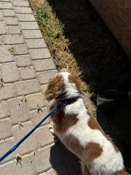 A small dog wearing a blue MagnePup collar with a matching leash.
