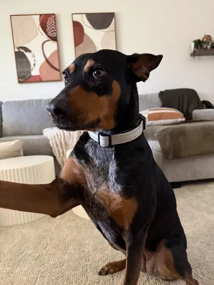 A black and tan dog wearing a light MagnePup collar indoors.