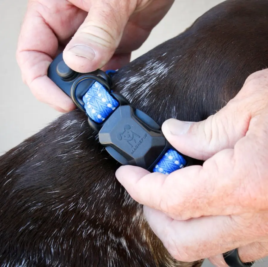 Close-up of hands closing a blue MagnePup magnetic collar buckle on a dog.
