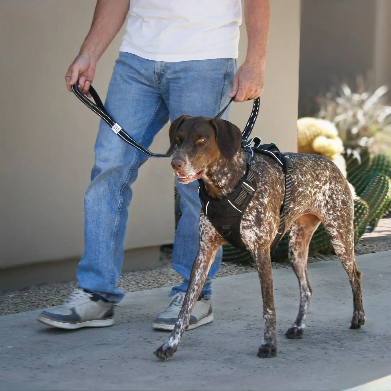 A dog in a black MagnePup harness walking on-leash beside its owner.