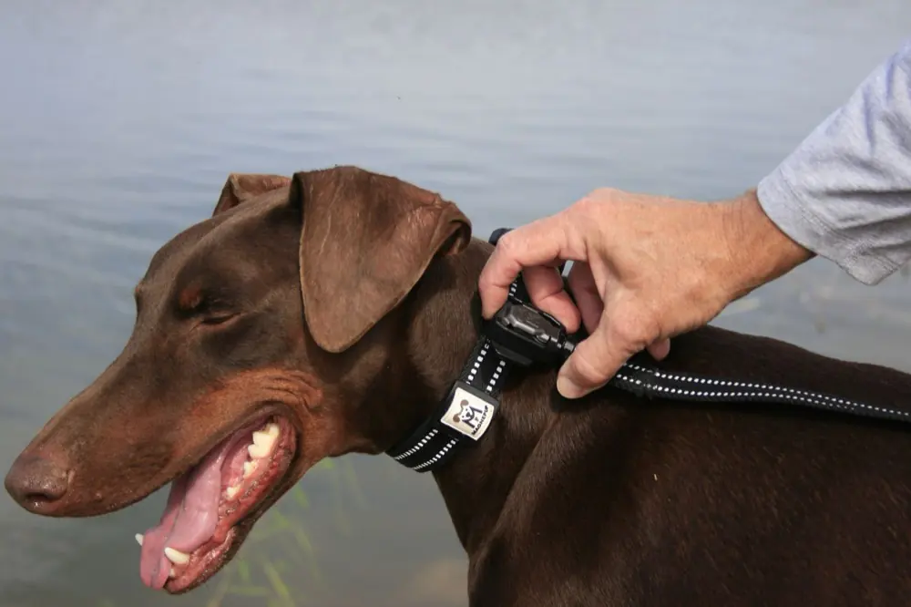 A person fastening a MagnePup magnetic collar on a dog with one hand.